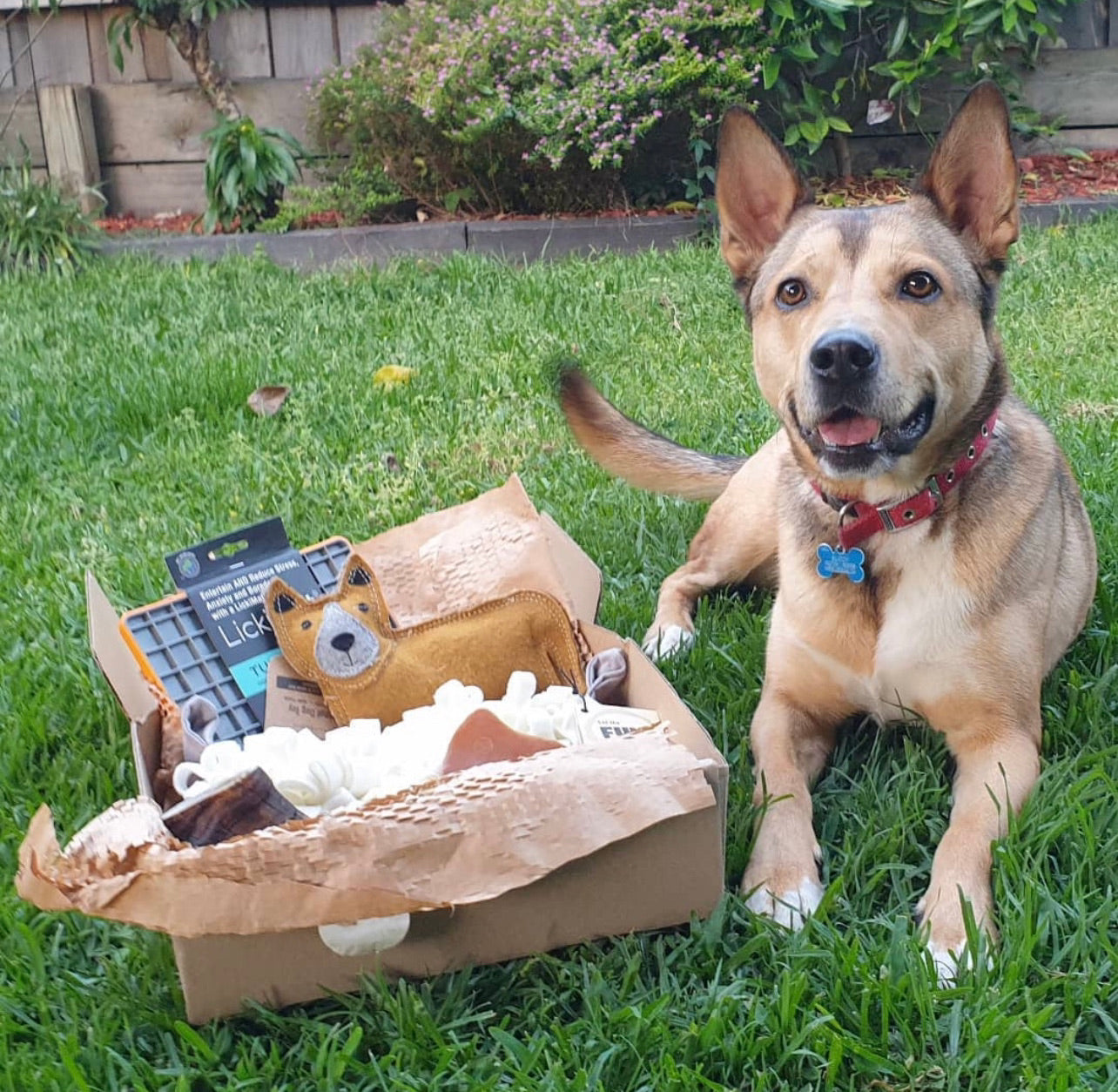 Mindful Box Online Pet Store Australia Pet Toys